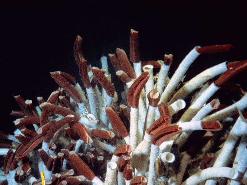 Tubeworms seen from Alvin, 1979