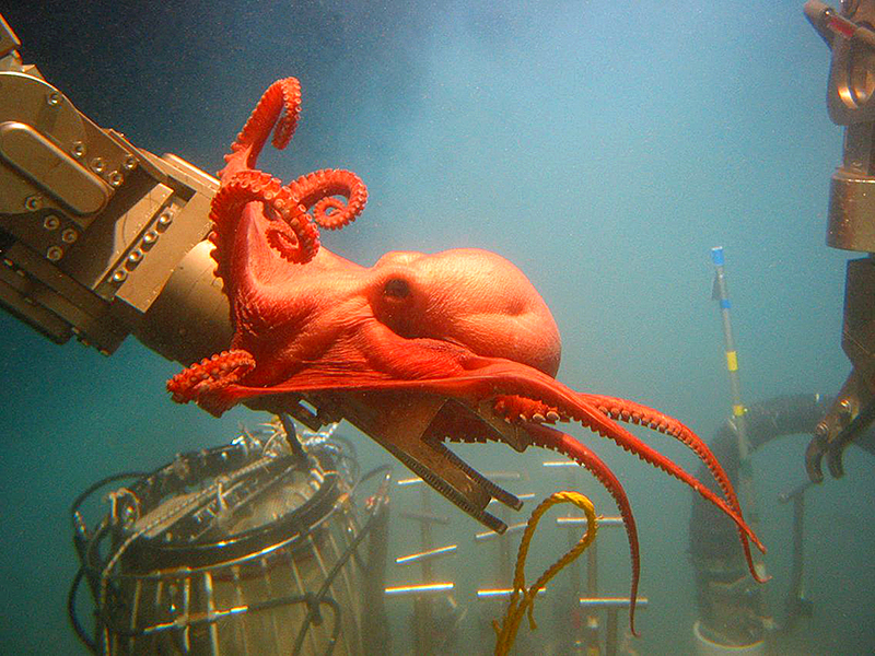 Deep-sea octopus, 2008