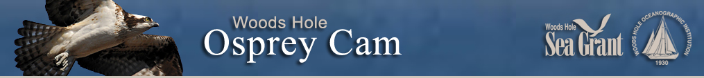 osprey cam