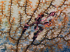 Ophiuroid asteroschema clavigera