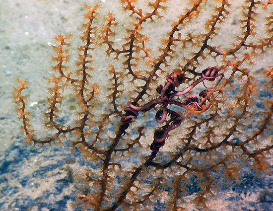 Ophiuroid asteroschema clavigera
