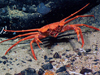 Gerionid crab