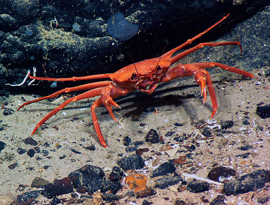 Gerionid crab