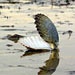 Rising Acidity Levels Could Trigger Shellfish Revenue Declines, Job Losses