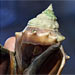 n CO2-rich Environment, Some Ocean Dwellers Increase Shell Production 