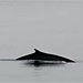 Life in the Arctic�After Climate Change