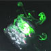 Dye Sheds Light on Jet-Propelled Salps 