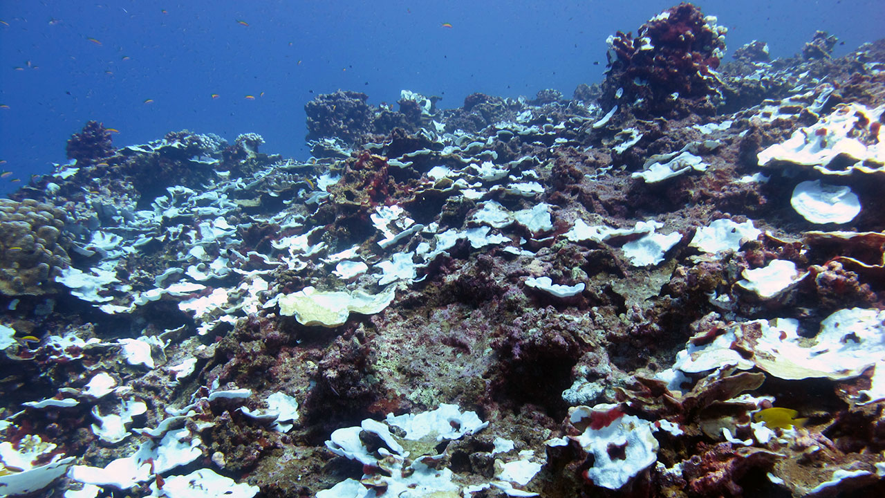 study tracks severe bleaching events on a pacific coral reef over
