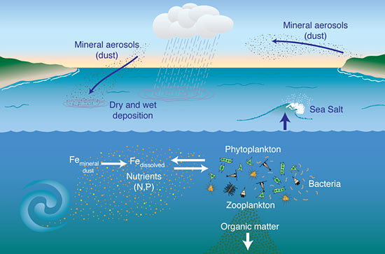 Dust storms sweep iron-rich particles (mineral aerosols) from the continents into the atmosphere.