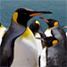 Join our Expedition to South Georgia Island 