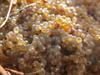 Fish eggs