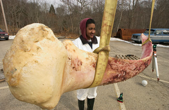 whale jawbones