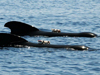 pilot whale wearing d-tags