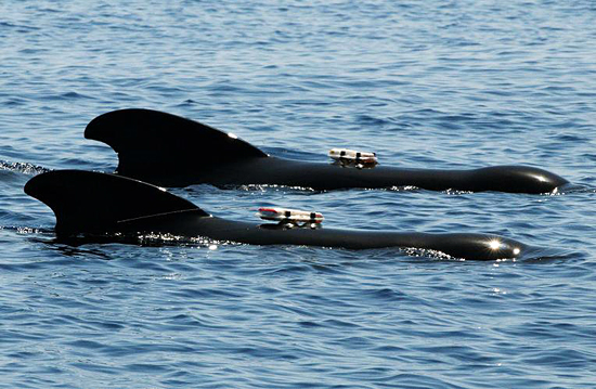 pilot whale wearing d-tags