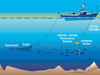 The research team towed a low-frequency broadband imaging sonar near fish schools.