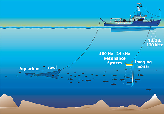 The research team towed a low-frequency broadband imaging sonar near fish schools.