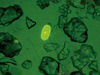 alexandrium fundyense cysts
