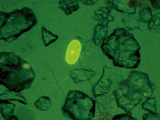 alexandrium fundyense cysts
