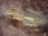 Longfin squid