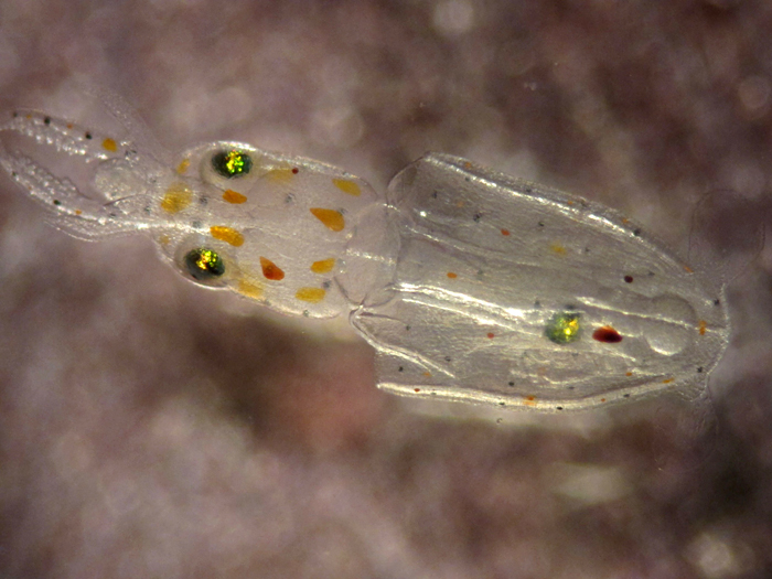 Longfin squid
