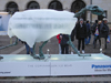 polar bear display