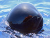 researchers reflected in pilot whale