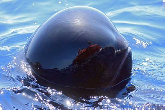researchers reflected in pilot whale