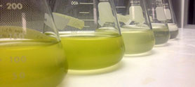 Marine metabolomics