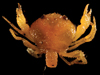 crab larva