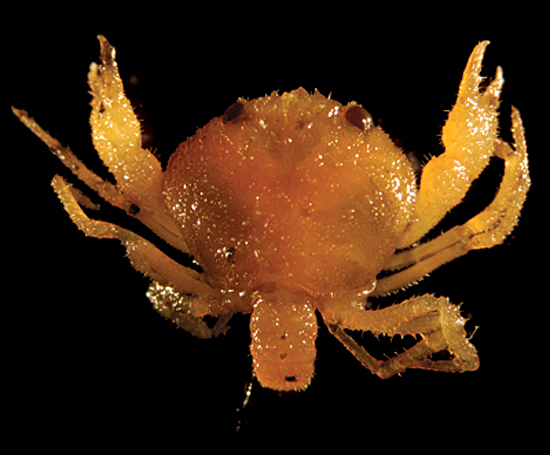crab larva