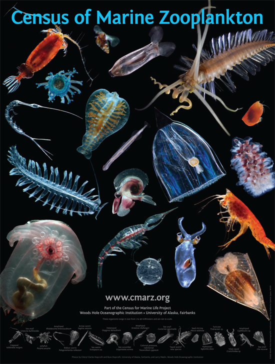 census of marine zooplankton poster