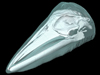Whale head CT image