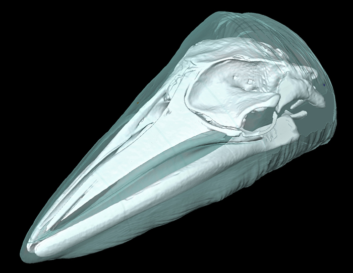 Whale head CT image