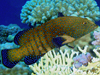 peacock grouper