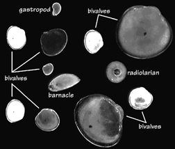 bivalves
