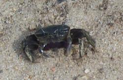 fiddler crab