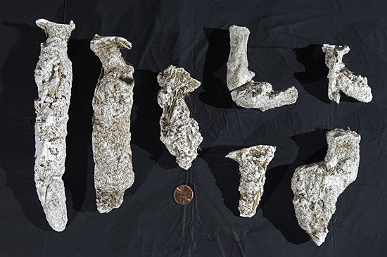 Jennifer Culbertson's plaster casts of Fiddler crab holes.