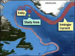 Irminger Ring Cruise Study Area