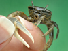 fiddler crab
