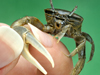 Fiddler crab
