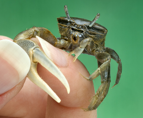 fiddler crab