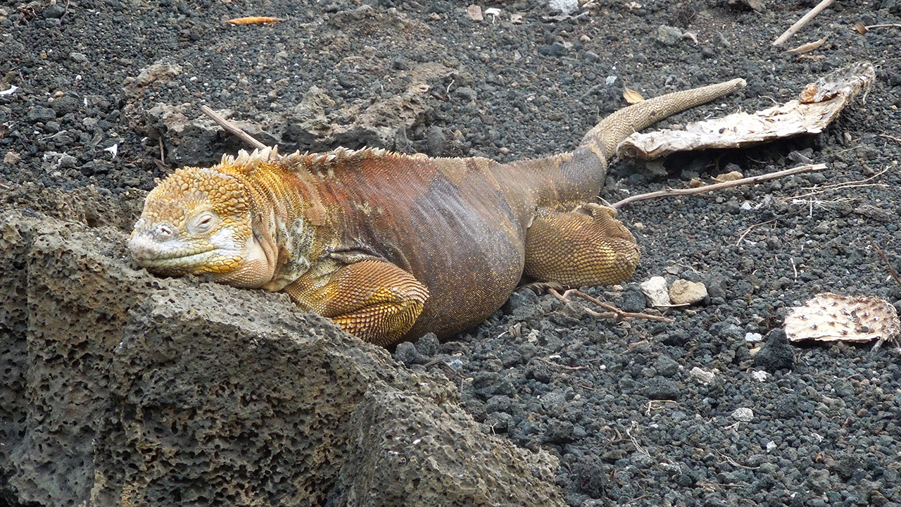 land iguana