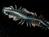 planktonic worm