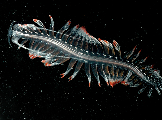 planktonic worm