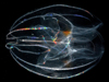 ctenophore