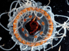 jellyfish atolla
