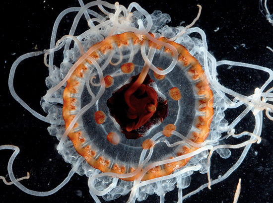jellyfish atolla