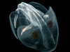 ctenophore ocyropsis