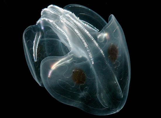 ctenophore ocyropsis