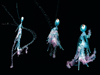 siphonophore rhizophysa